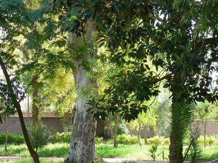 jardins El Harti