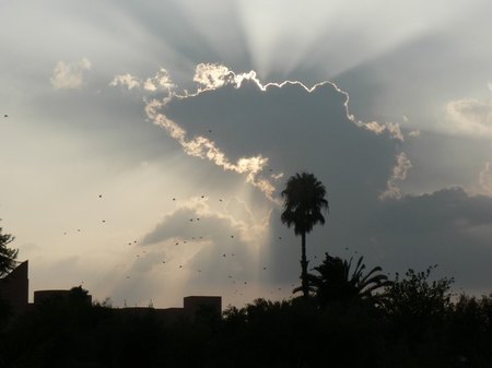 oiseaux du soir